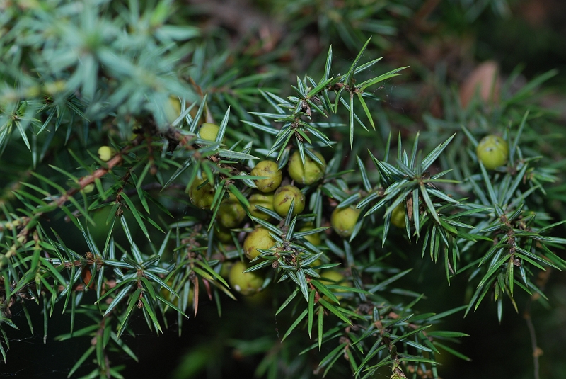 1204 Juniperus oxycedrus.JPG